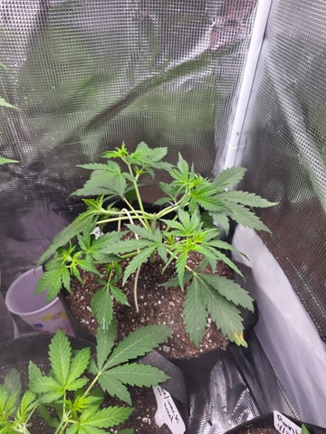 Auto RuntzxWreck — vegetative, day 4