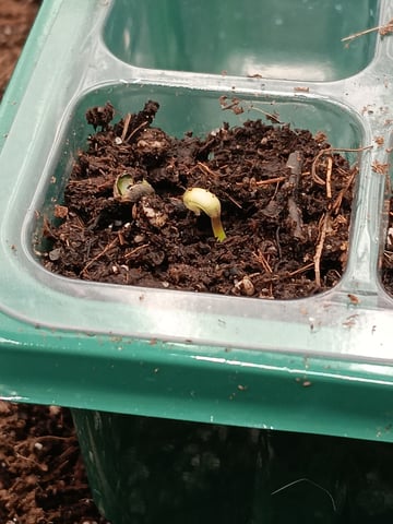 HP CC — germination, day 3