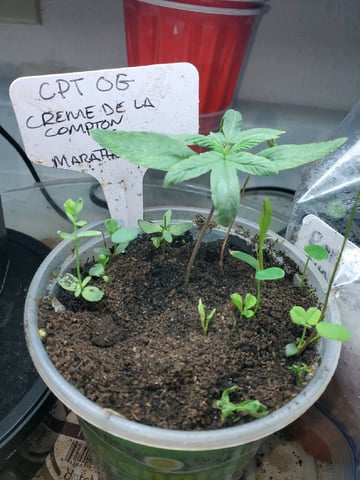 Auto Flower Run Fully Organic — seedling_rooting, day 1