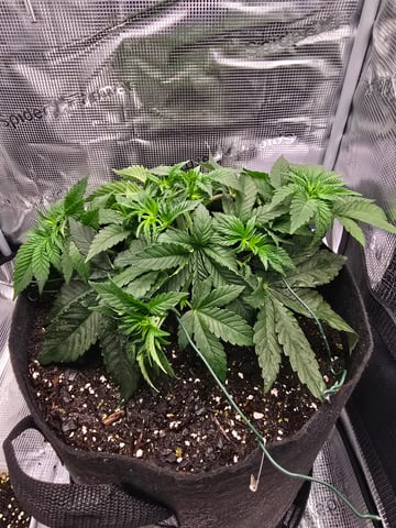 Northern lights #10 (Alaska) — vegetative, day 23
