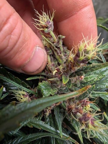 flipped to flower — flower, day 48