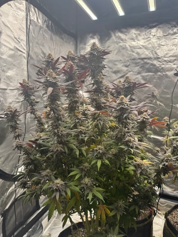 Master Kush RBX — flower, day 181