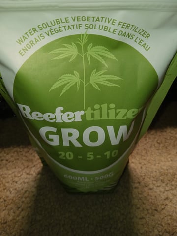 black gorilla feminized  — vegetative, day 1