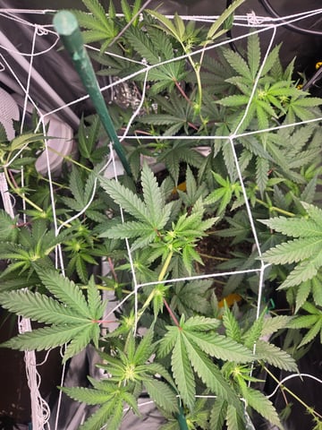 Looking for advice! — flower, day 59