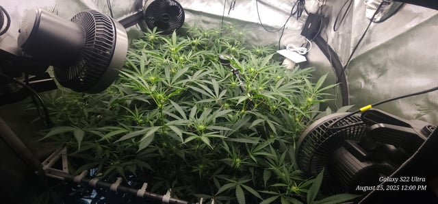 Found my Females... Game On! — flower, day 146