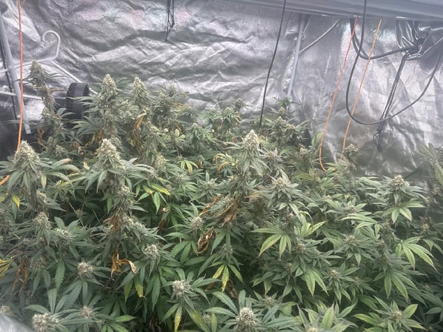 Second Indoor (all Clones)