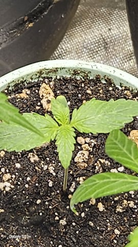 My First Grow — grow_setup, day 30
