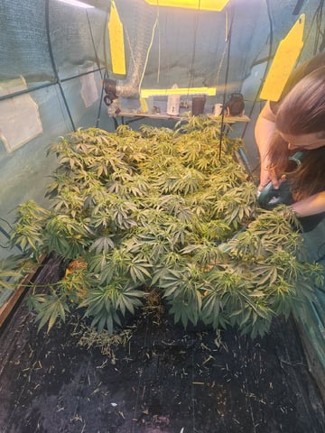 Sour Headies/OGBX1 — vegetative, day 20