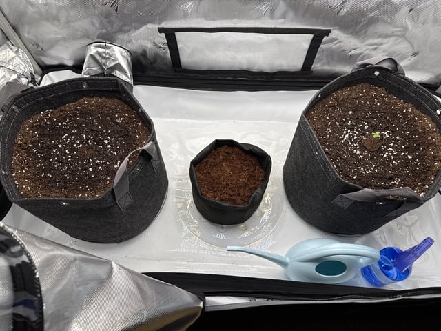 1st Indoor. 3 plants — germination, day 7