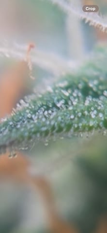 Blueberry auto — flower, day 95