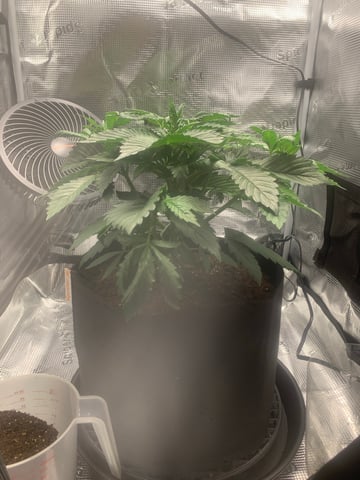 Blackberry Moonrocks (First Grow)