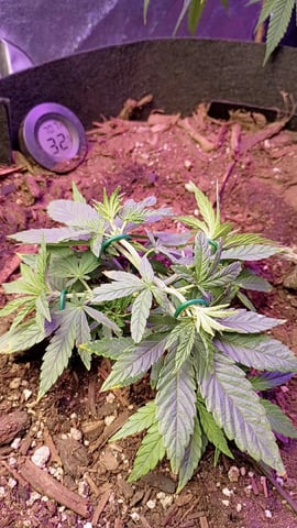 Purple Plum Perfect 💜 & 2 Grape Runtz 🍇 Mainlining garden.  — vegetative, day 90