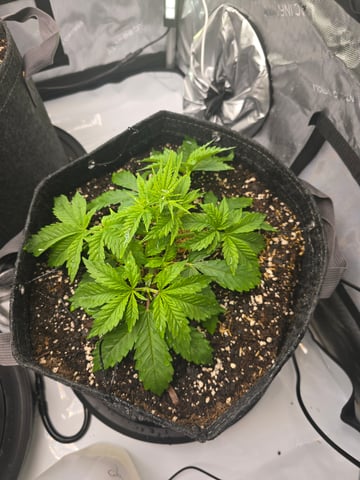 Purple Haze  — vegetative, day 16