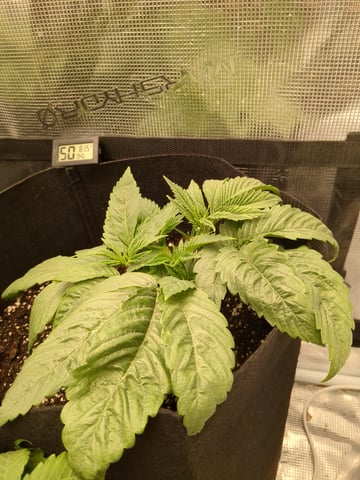 first grow — flower, day 19