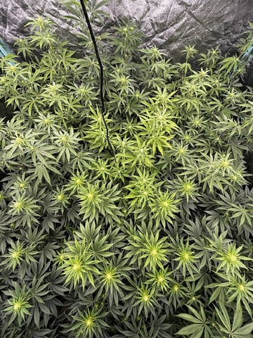 PKB remix/PotG — flower, day 91