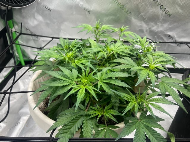 Autoskunk and OG Kush — flower, day 38