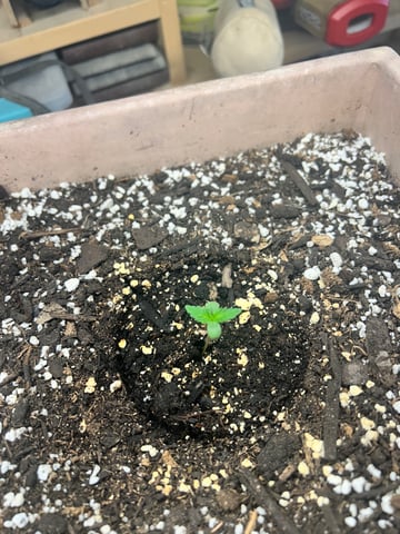 White Widow Twins — seedling_rooting, day 9