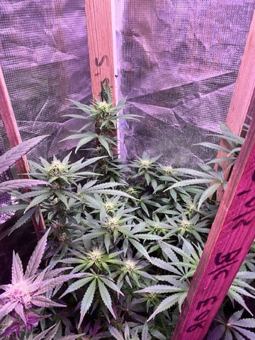 Mike Tyson Colab — flower, day 83