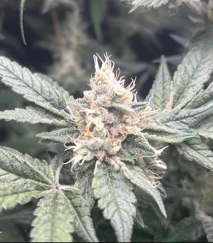 2nd Run — flower, day 132