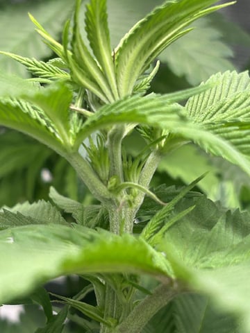 2025-26 harvest INDOOR — flower, day 87