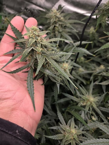 First Grow!!!