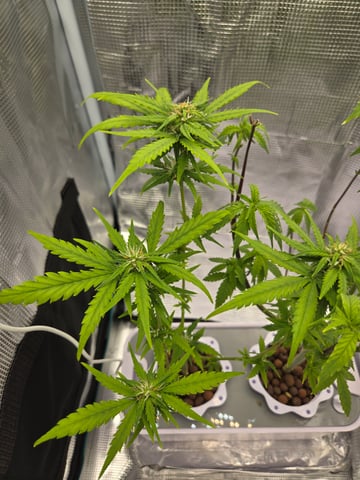 1st Grow — flower, day 68