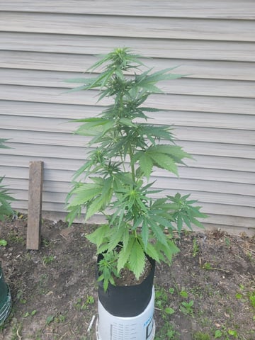 Watermelon Auto — flower, day 45