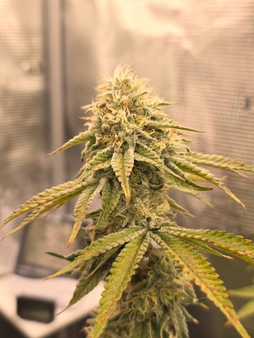 Northern lights #10 (Alaska) — flower, day 76