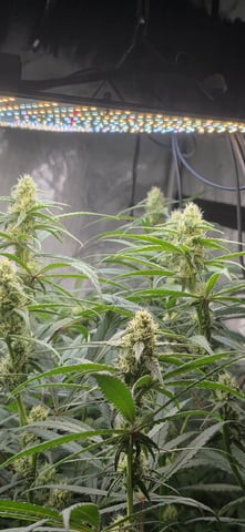 strawberry guava bx — flower, day 1