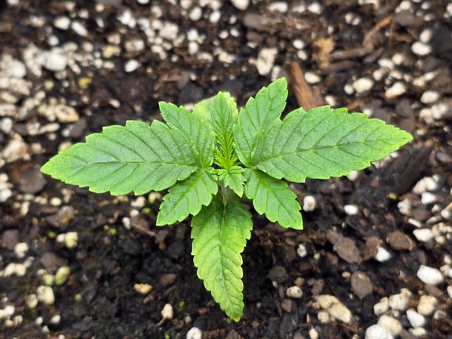 Northern lights #10 (Alaska) — vegetative, day 8