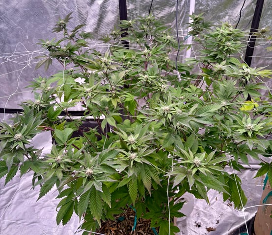 grow 4 — flower, day 73