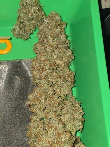 First Autoflower Indoor — done, day 210