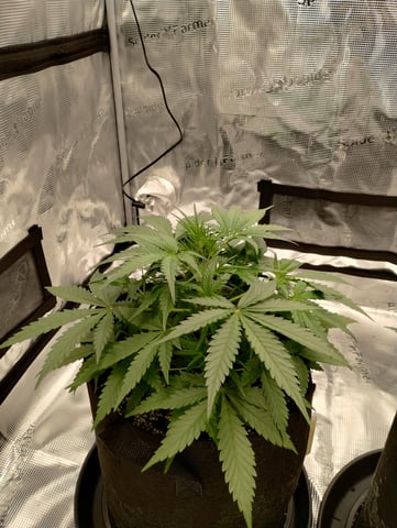 First grow — vegetative, day 30