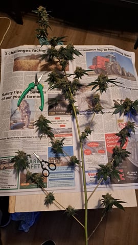 b1. — done, day 160