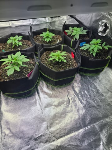 2nd Autoflower Indoor Grow — vegetative, day 18
