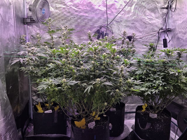 4 strains in 1 tent