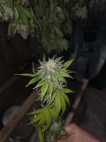 2nd Grow Sesh — harvest, day 123