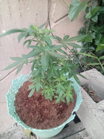 cheese  — vegetative, day 2
