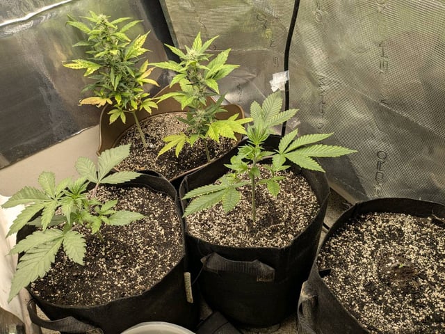 Perpetual Garden — flower, day 7