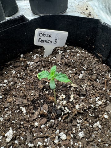 SSH and BD — seedling_rooting, day 10