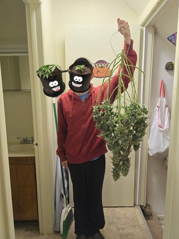 Northern lights #10 2nd plant (Selkies) — harvest, day 100