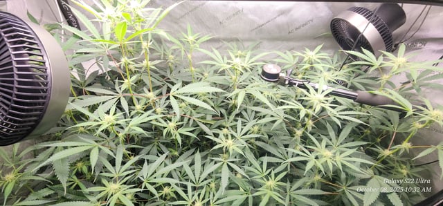 Prepare the clones! — flower, day 40