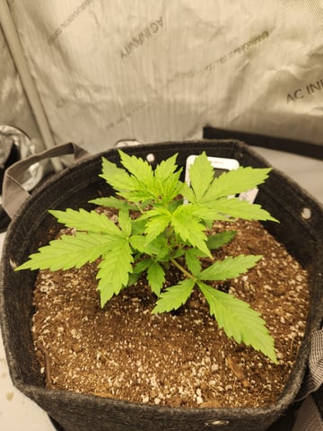 Grow 1 — vegetative, day 1
