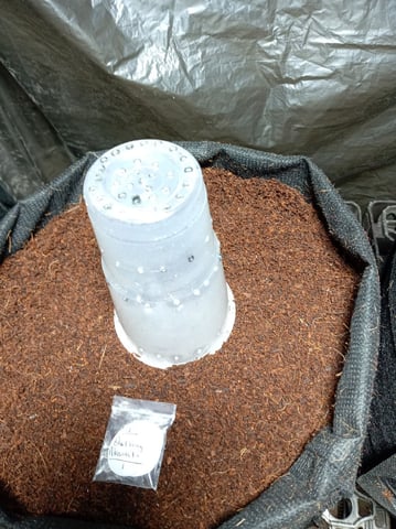 Blackberry Moonrocks 