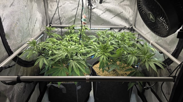 Strawberry Sugar  — vegetative, day 57