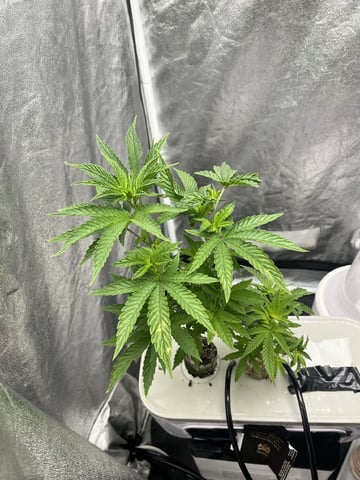 Humboldt Chicken N Wafflez — flower, day 41