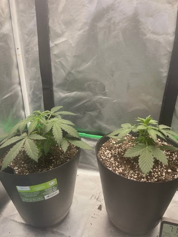 Northern lights Auto