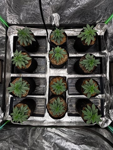 Pink Passion Fruit — vegetative, day 23