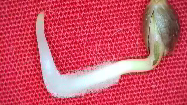 Girl Scout Cookies  — germination, day 4