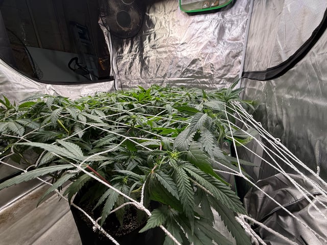 Green Gelato — flower, day 65